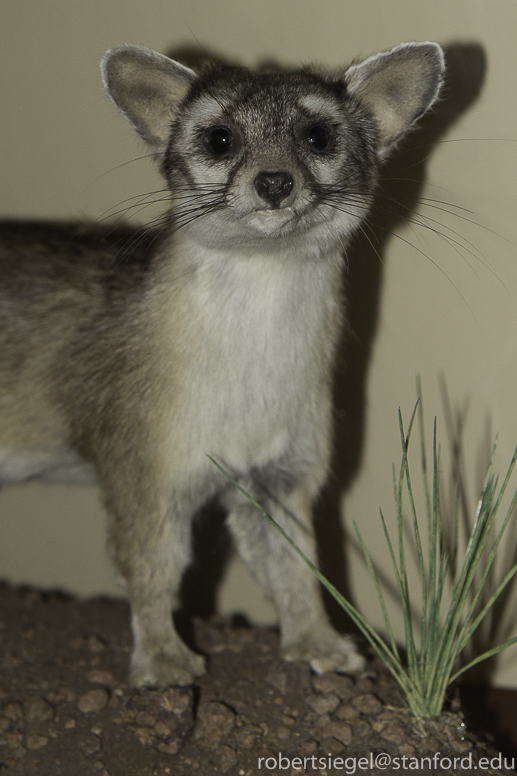 ring-tailed cat